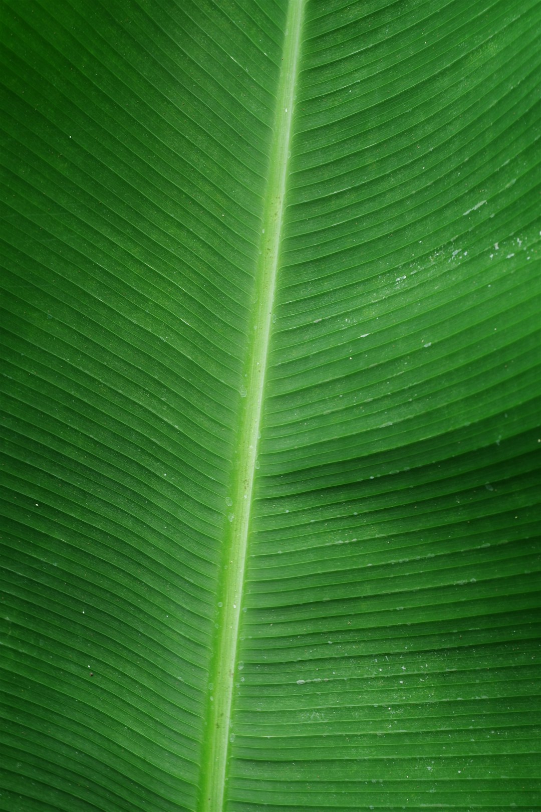Green bathroom essentials